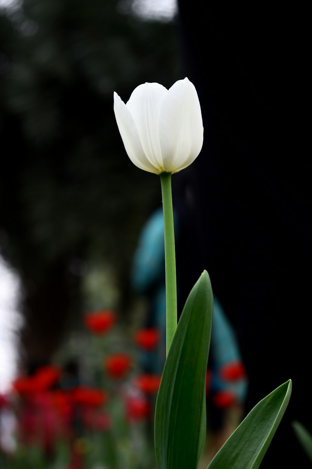 a single white tulip in a garden