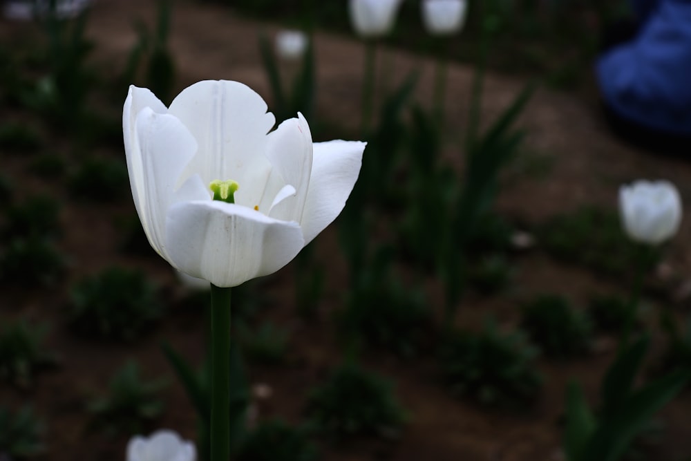 a single white tulip in a field of white flowers