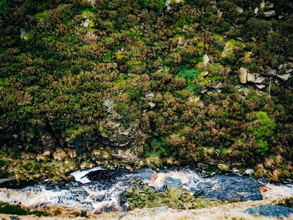 an aerial view of a river running through a forest