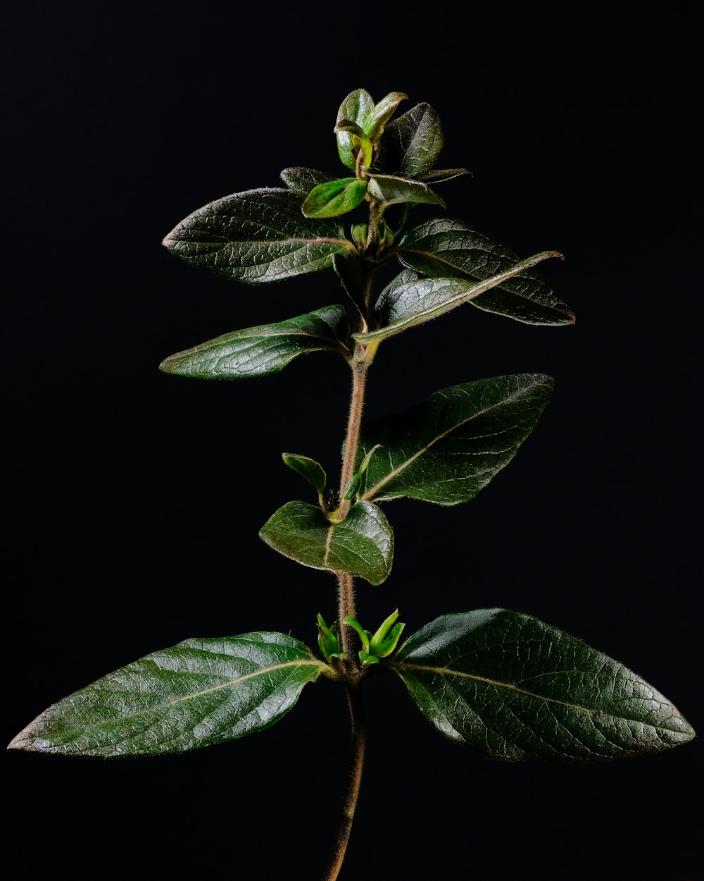 a plant with green leaves on a black background