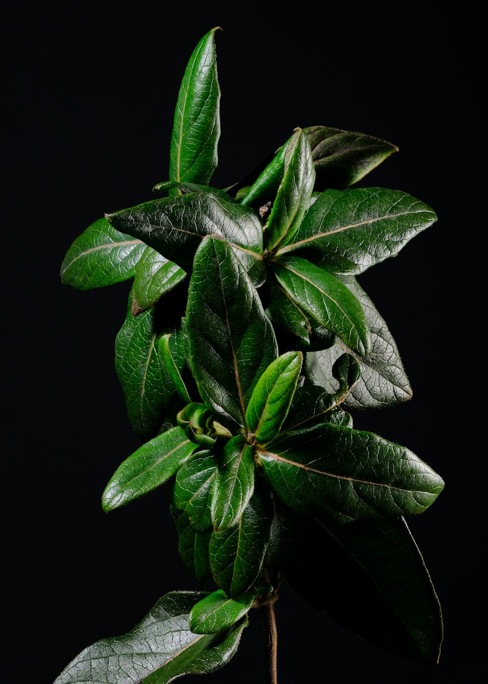 a plant with green leaves on a black background