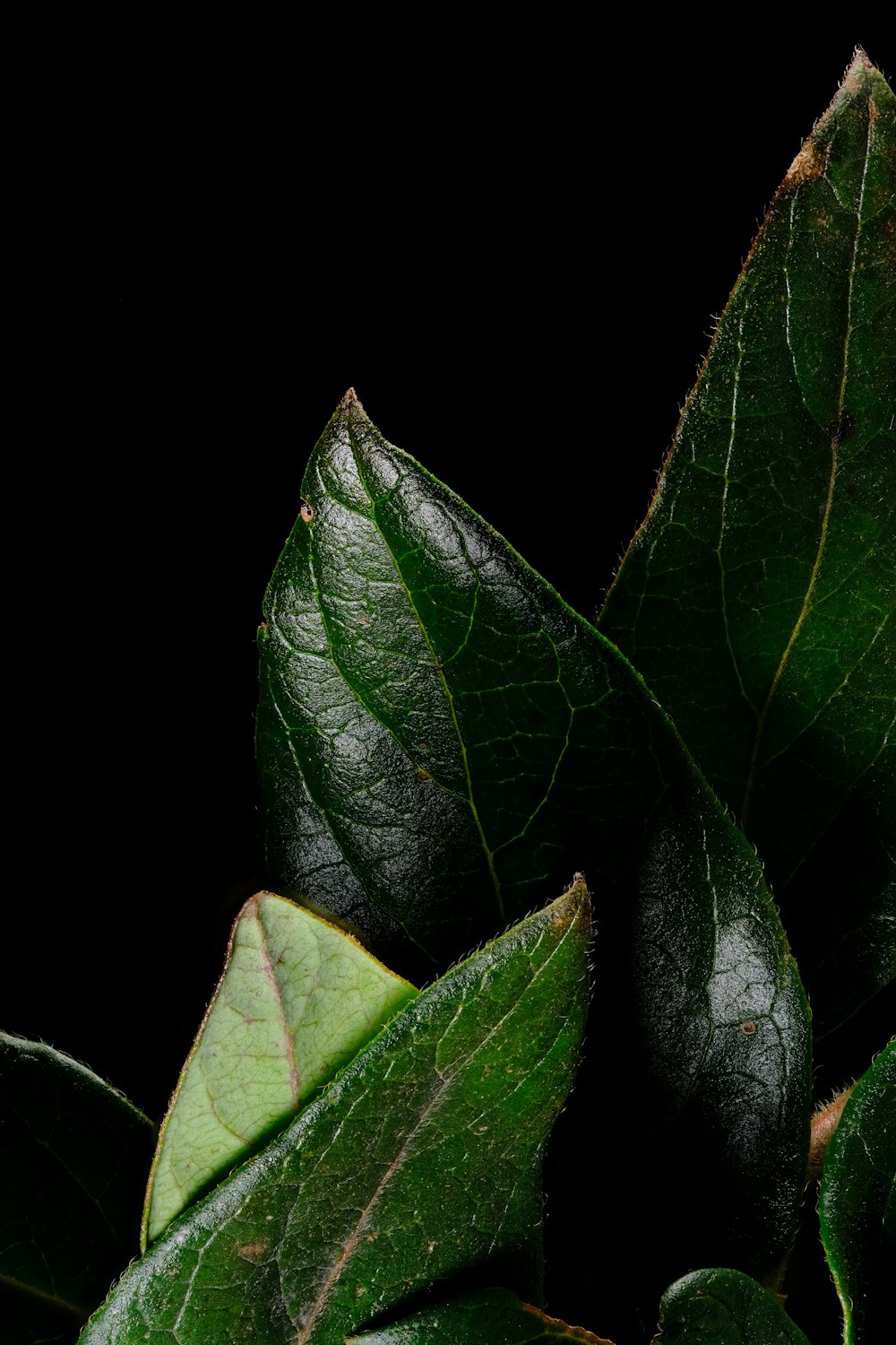 a close up of a green leaf on a black background