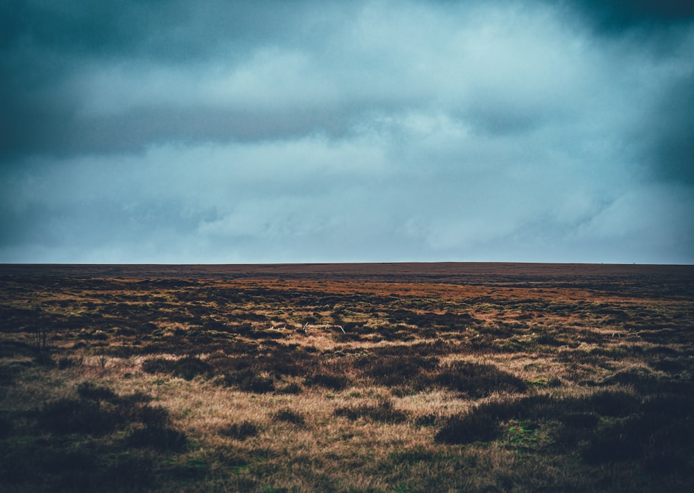 a large open field with a lone tree in the distance