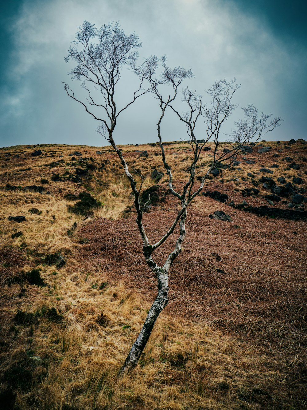 a tree that is standing in the grass