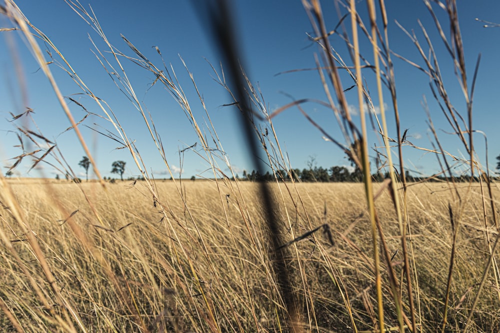 a field of tall grass with trees in the background