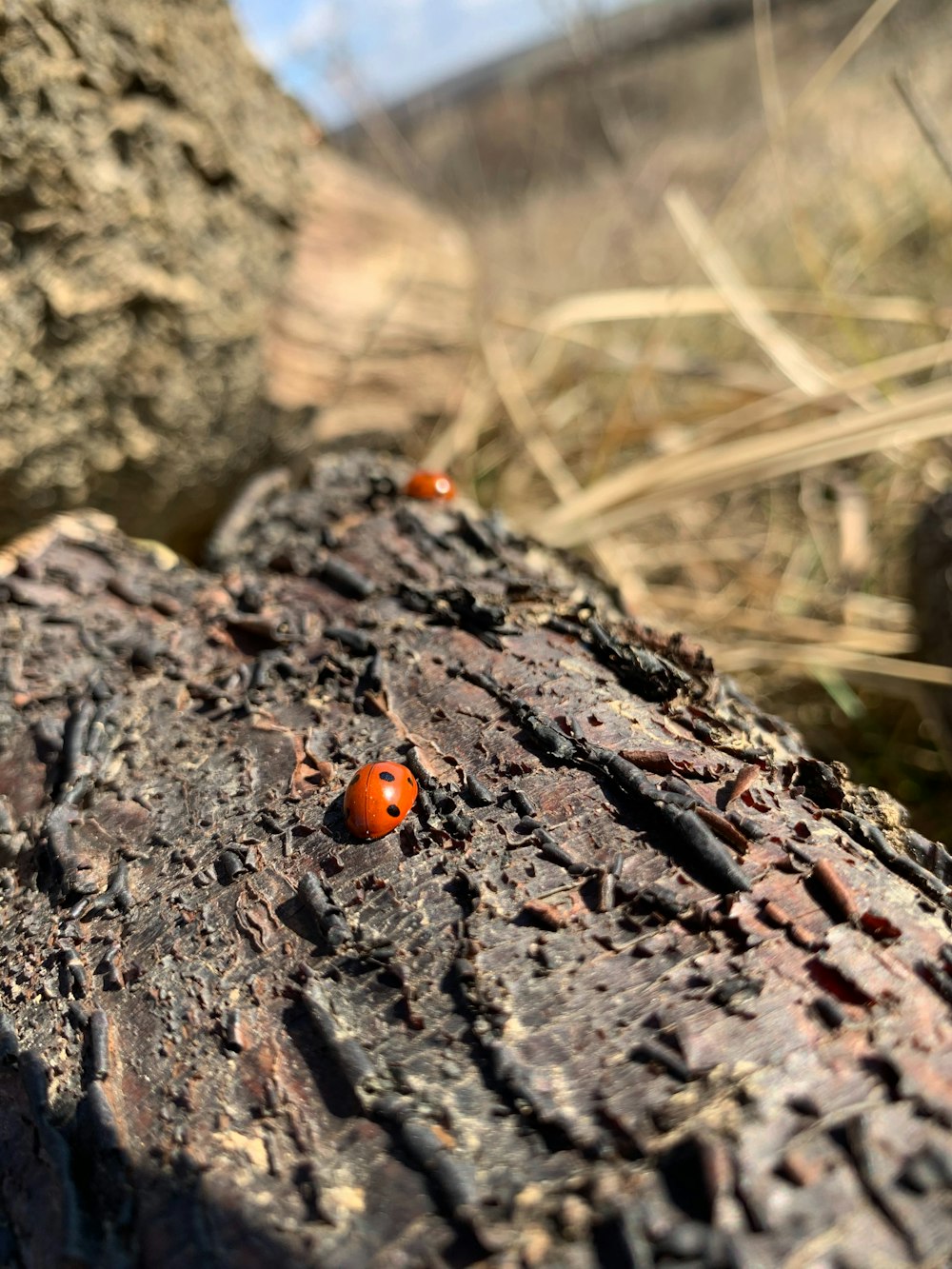 a close up of a tree trunk with small bugs on it