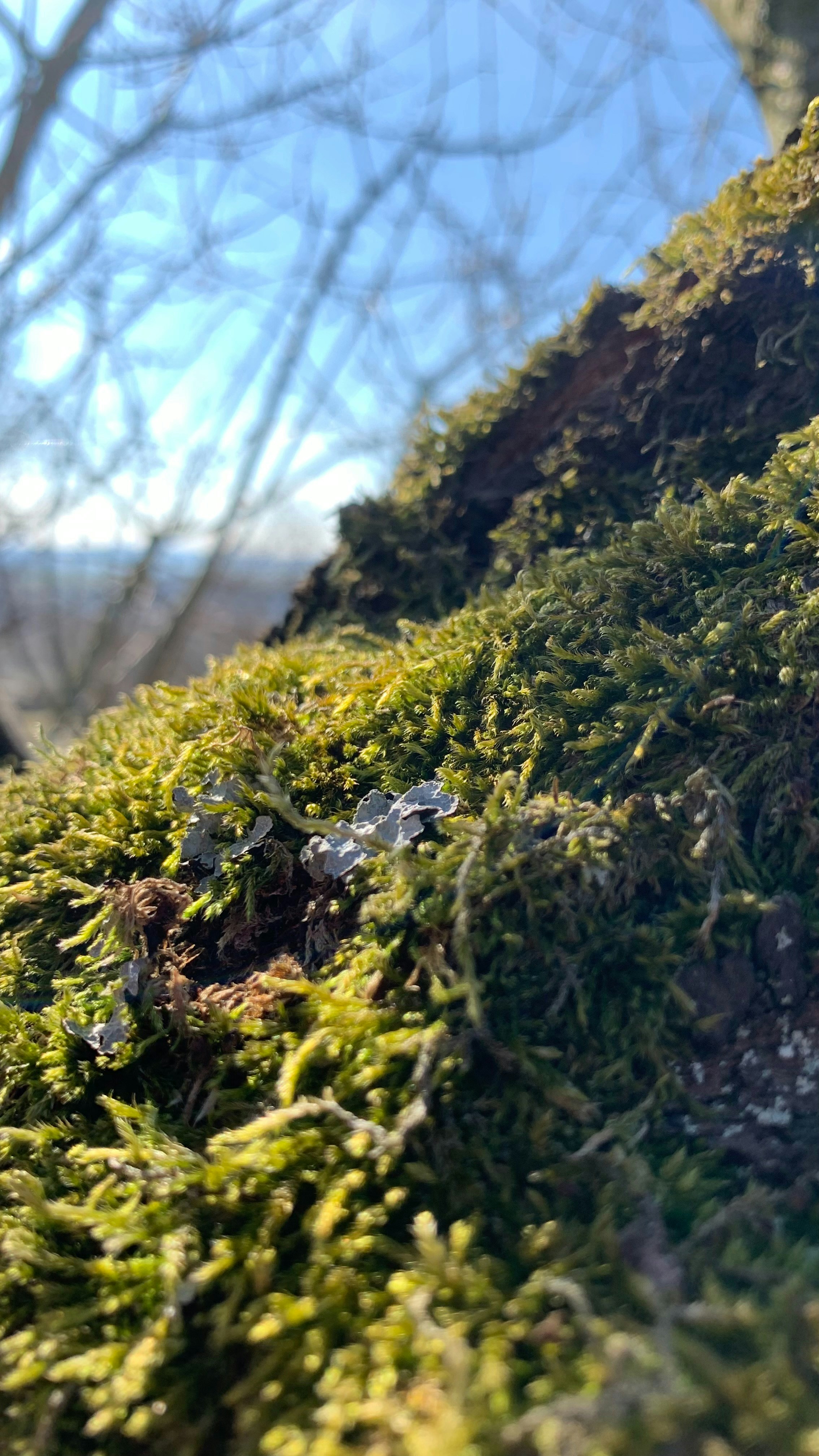 a close up of a moss covered hill with trees in the background
