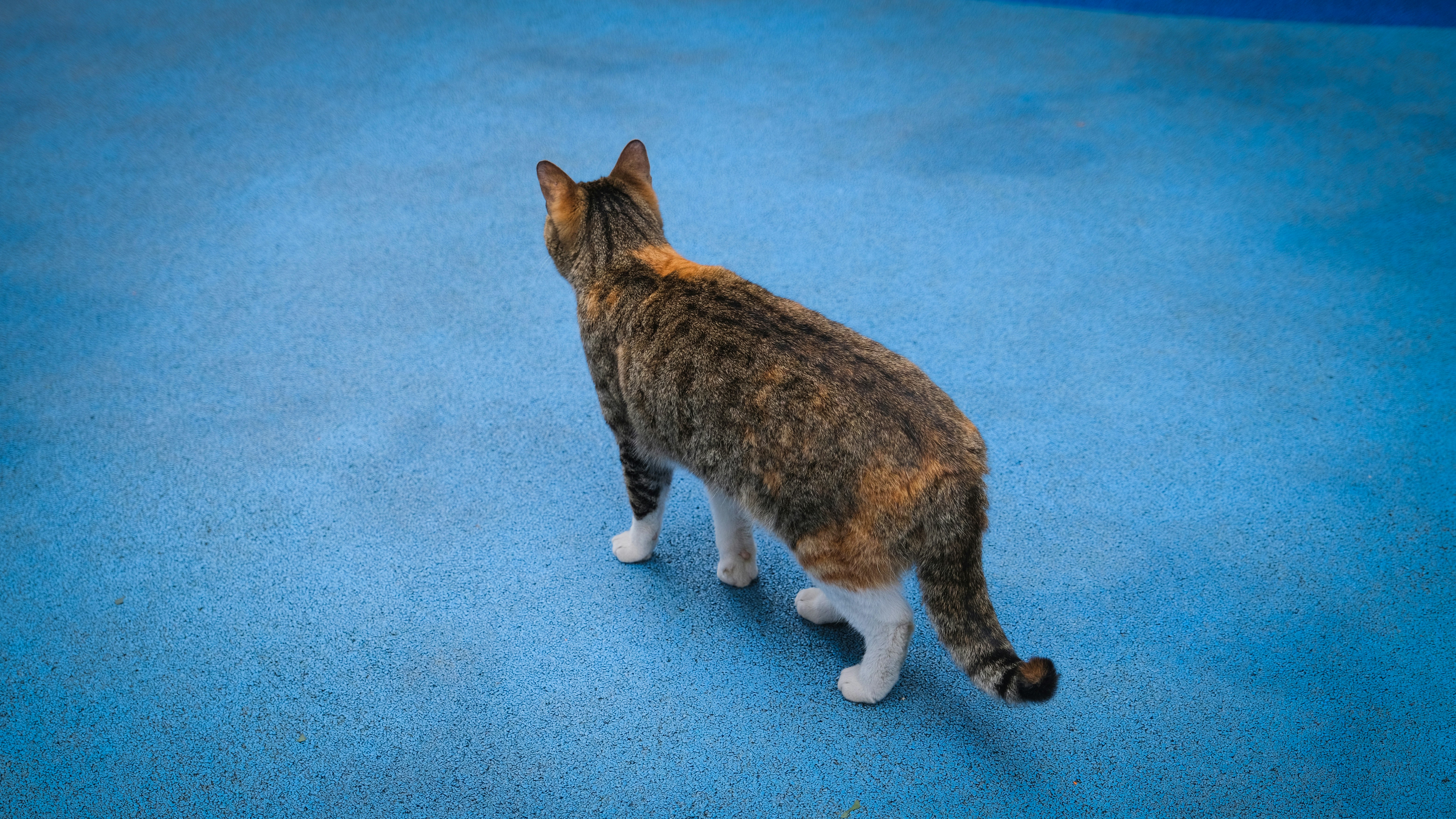a cat standing on a blue carpet looking up