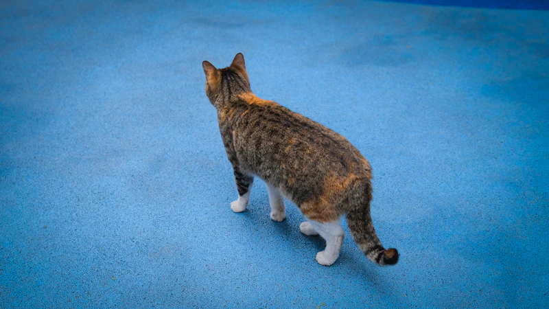 curious cat looking up on a blue carpet