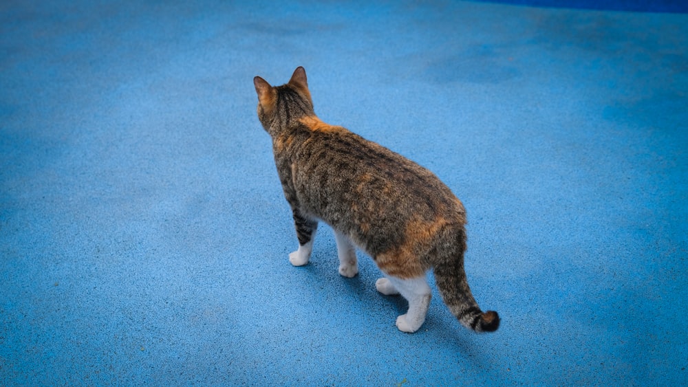 a cat standing on a blue carpet looking up