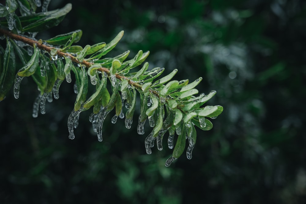 a close up of a tree branch with drops of water on it