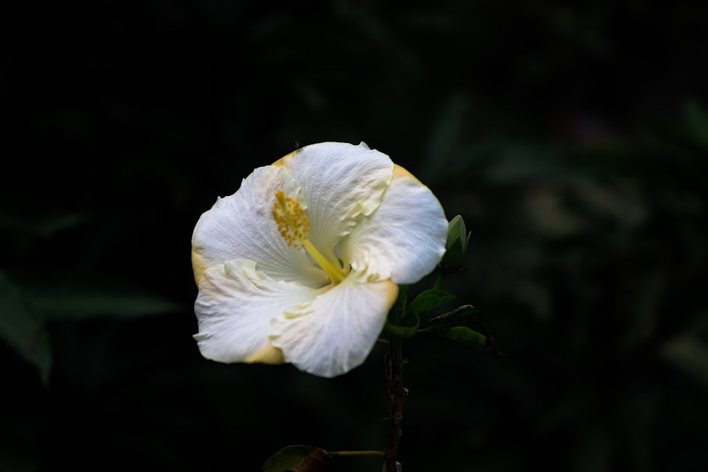 a white flower with yellow stamens in the dark