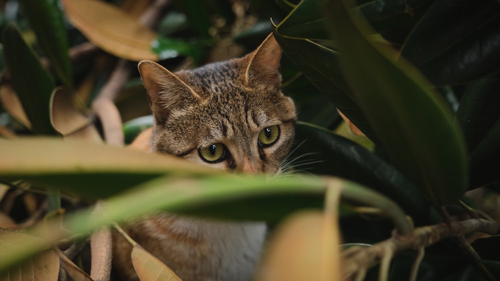 a cat peeking out from behind some leaves