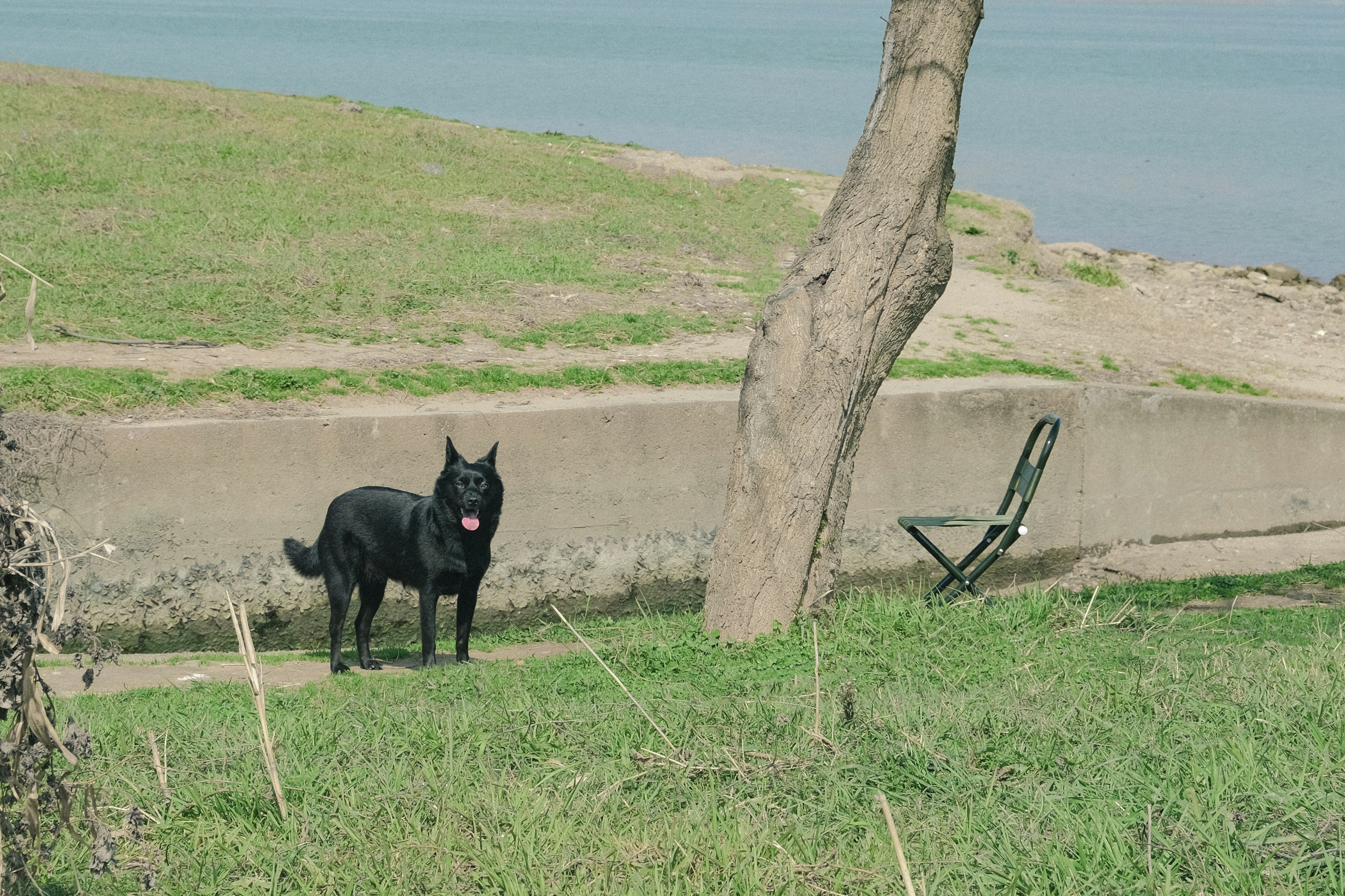 a black dog standing in the grass next to a tree