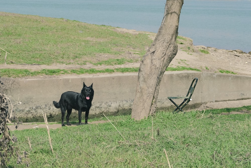 a black dog standing in the grass next to a tree