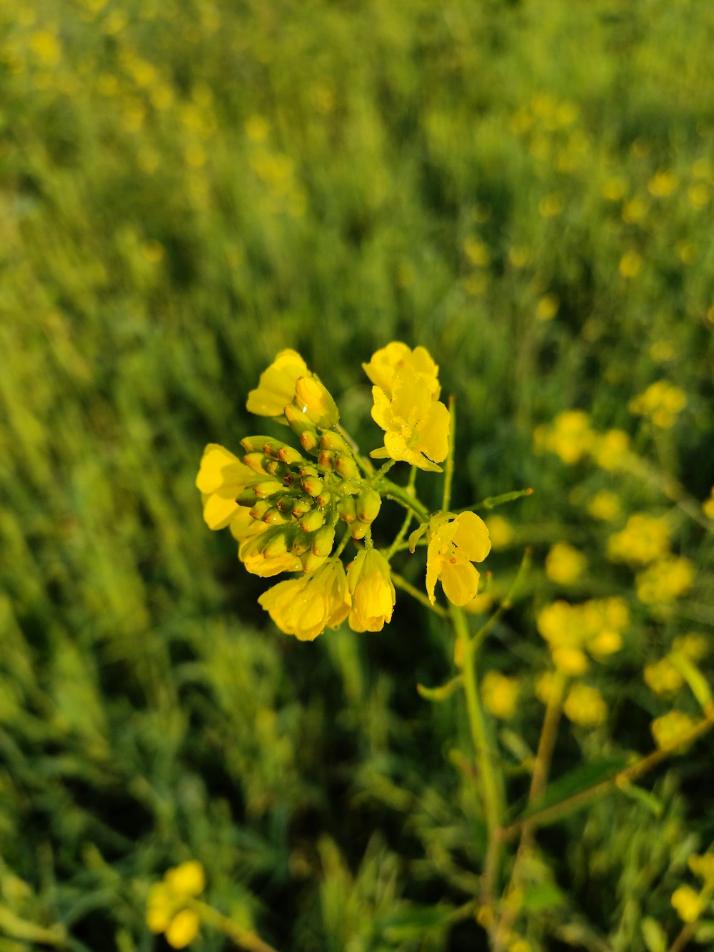 a close up of a yellow flower in a field