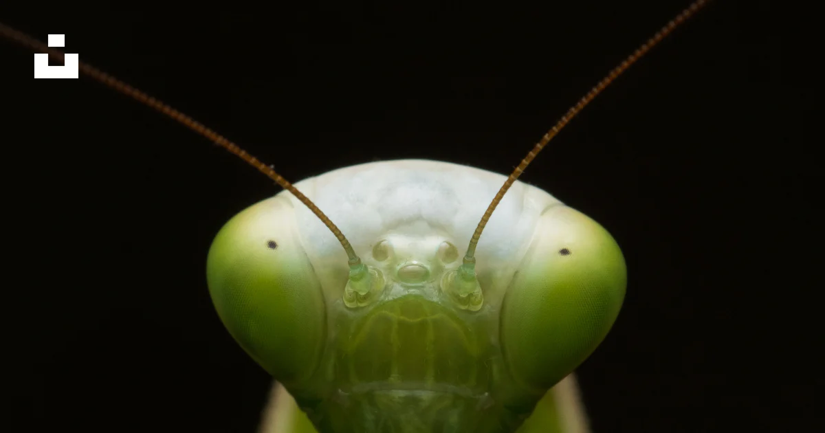 A close up of a praying mantissa on a black background photo – Free ...