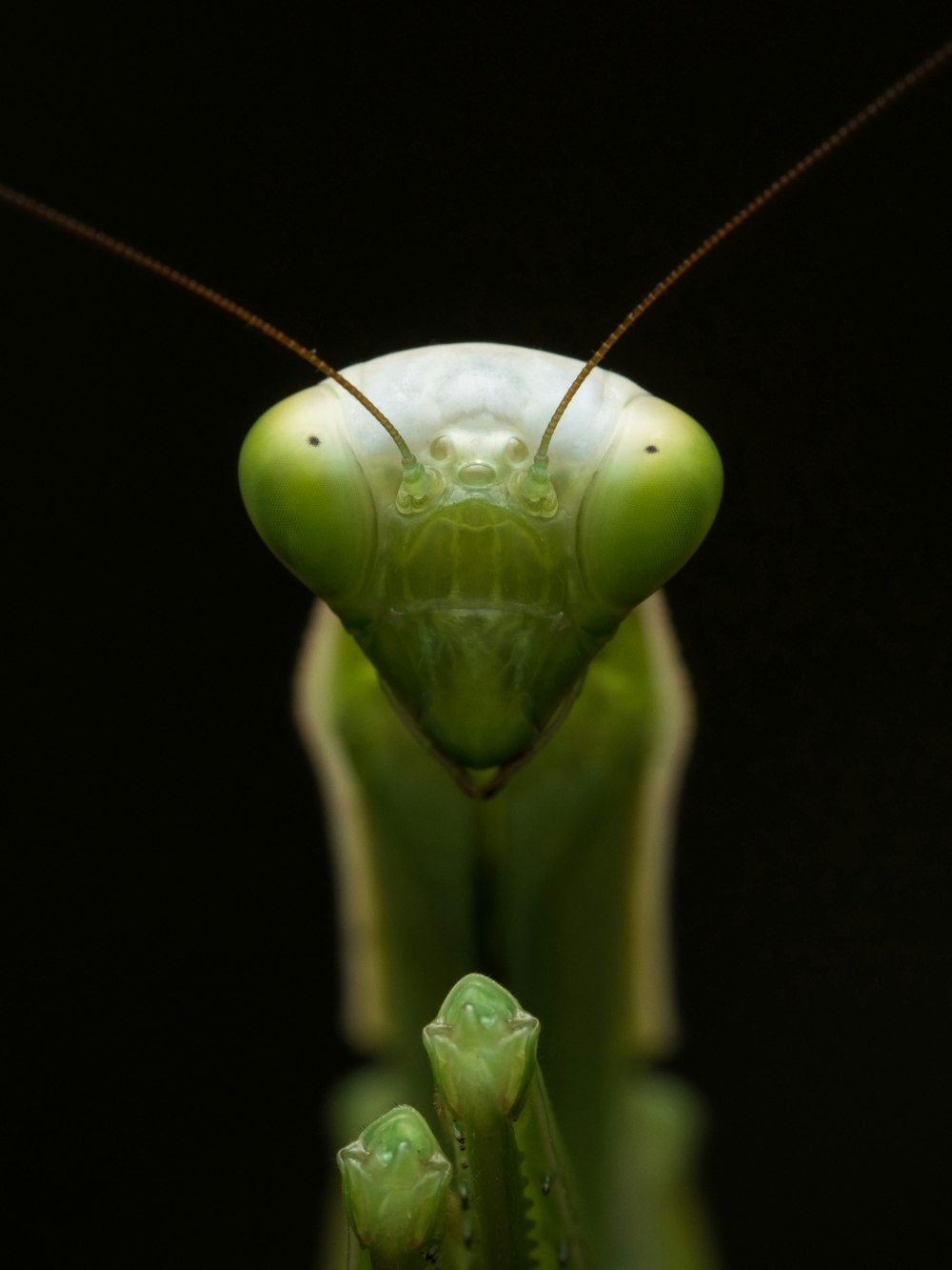 a close up of a praying mantissa on a black background