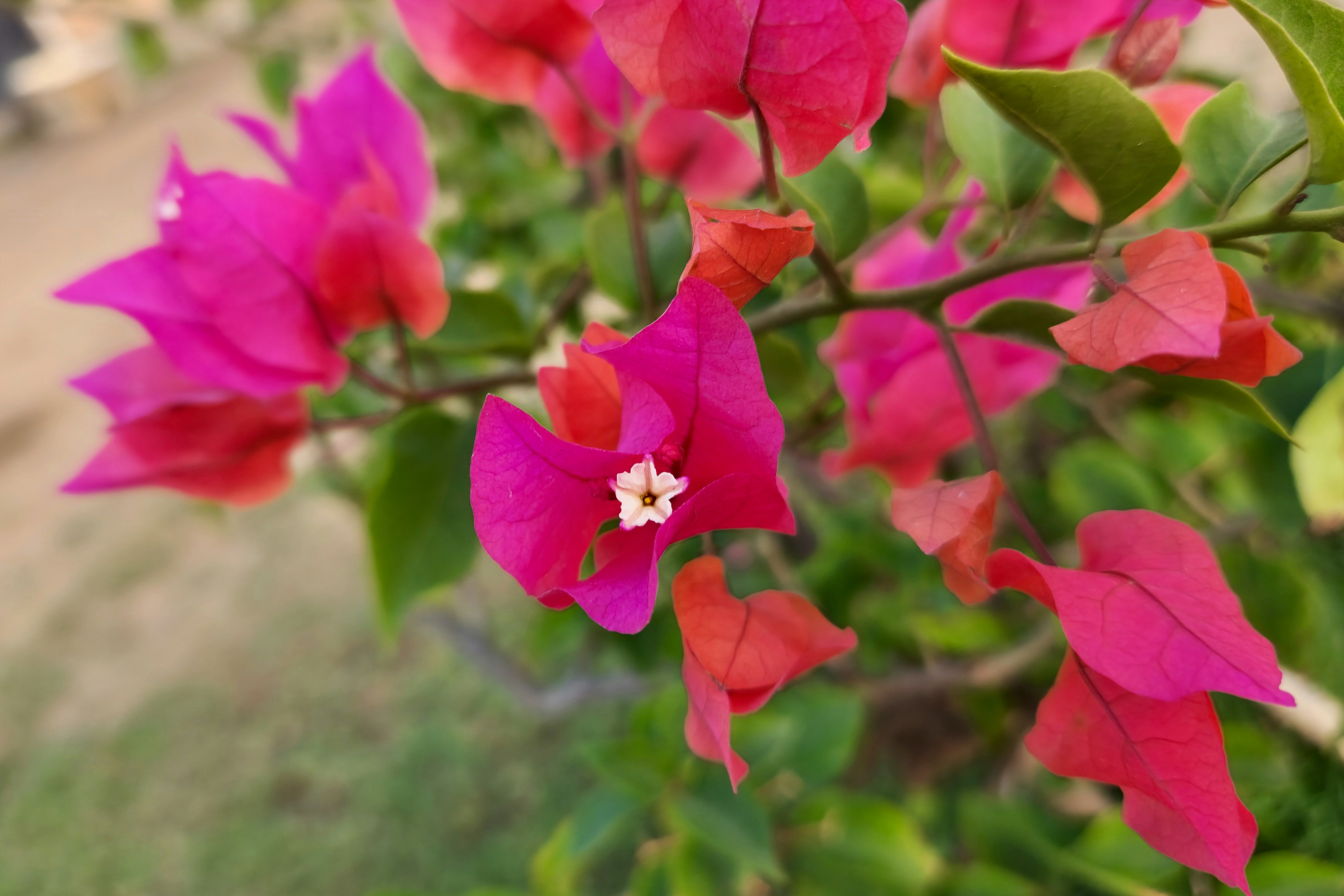 Bougainvillea is a genus of thorny ornamental vines, bushes, and trees belonging to the four o' clock family, Nyctaginaceae. The inflorescence consists of large colourful sepal-like bracts which surround three simple waxy flowers, gaining popularity for the plant as an ornamental. The species grow 1 to 12 metres (3 to 39 ft) tall, scrambling over other plants with their spiky thorns. They are evergreen where rainfall occurs all year, or deciduous if there is a dry season. The leaves are alternate, simple ovate-acuminate, 4–13 cm long and 2–6 cm broad.