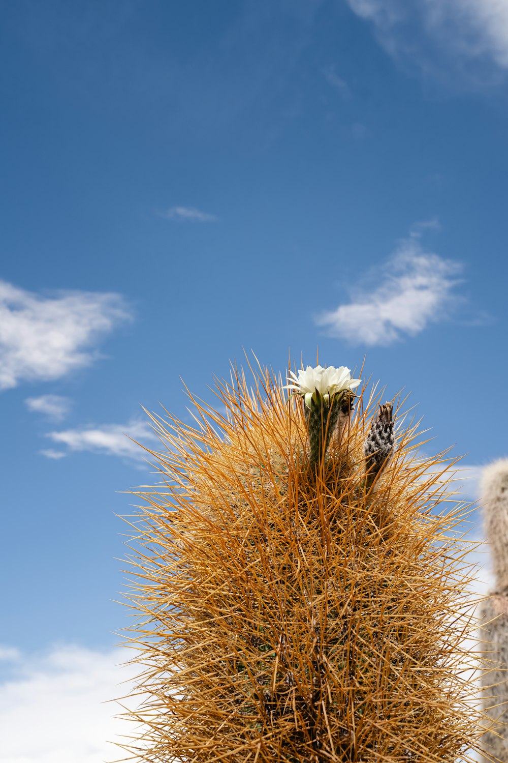 a tall cactus with a flower on top of it