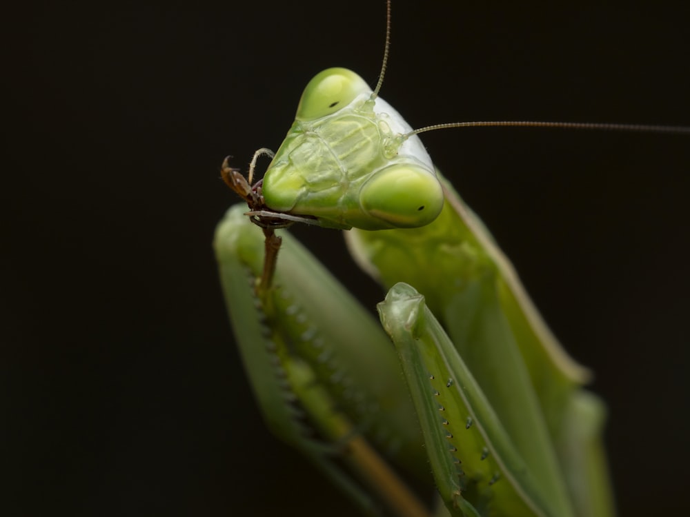 a close up of a green praying mantissa