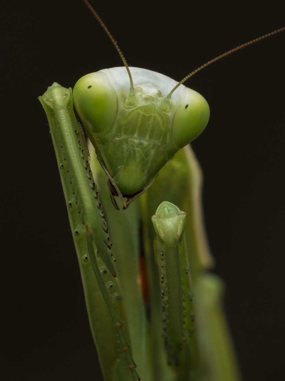 a close up of a praying mantissa