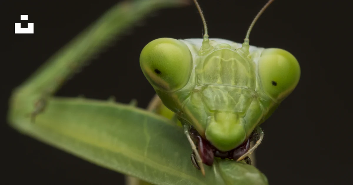 A close up of a grasshopper on a plant photo – Free Portrait Image on ...