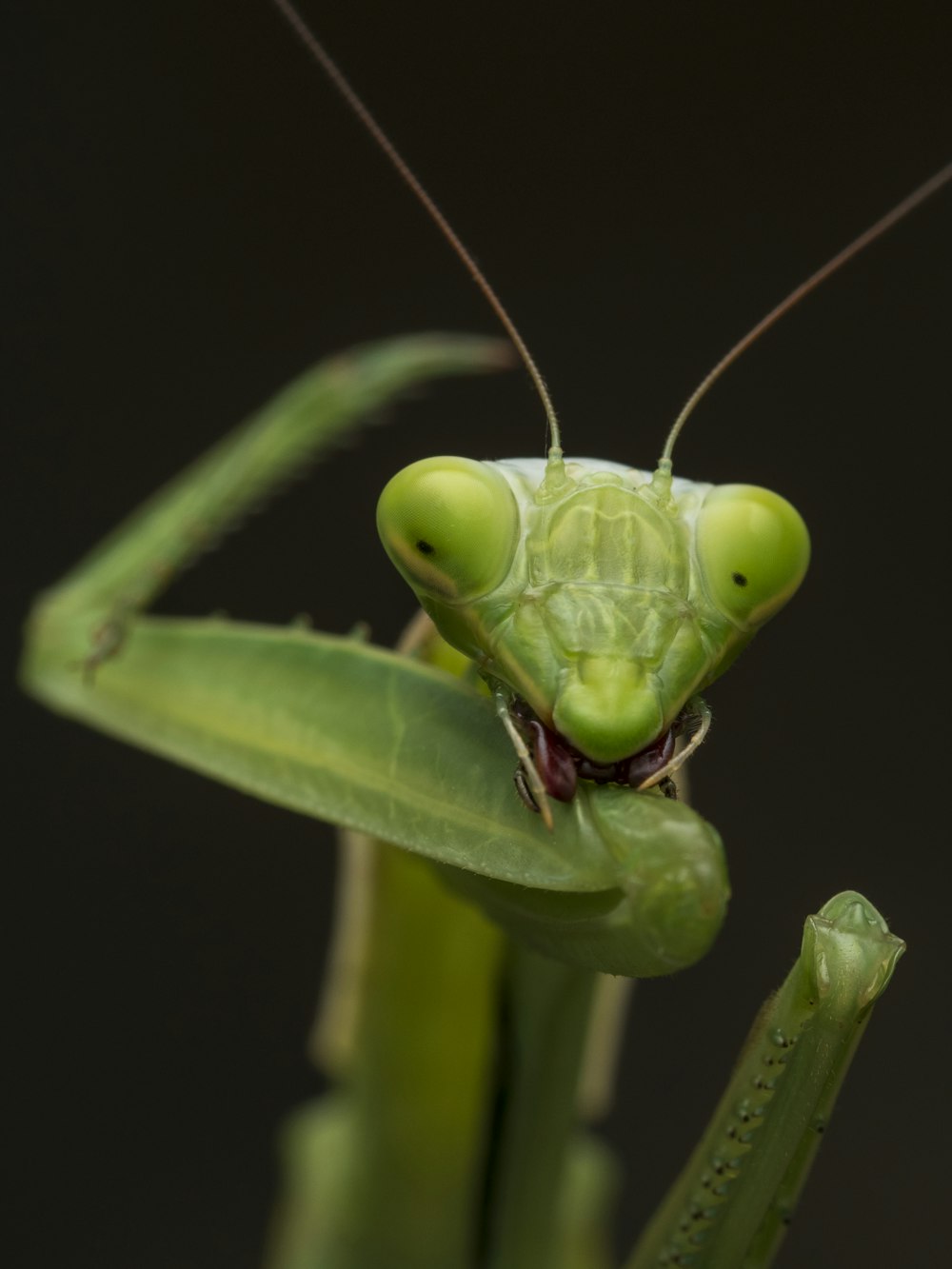 a close up of a grasshopper on a plant