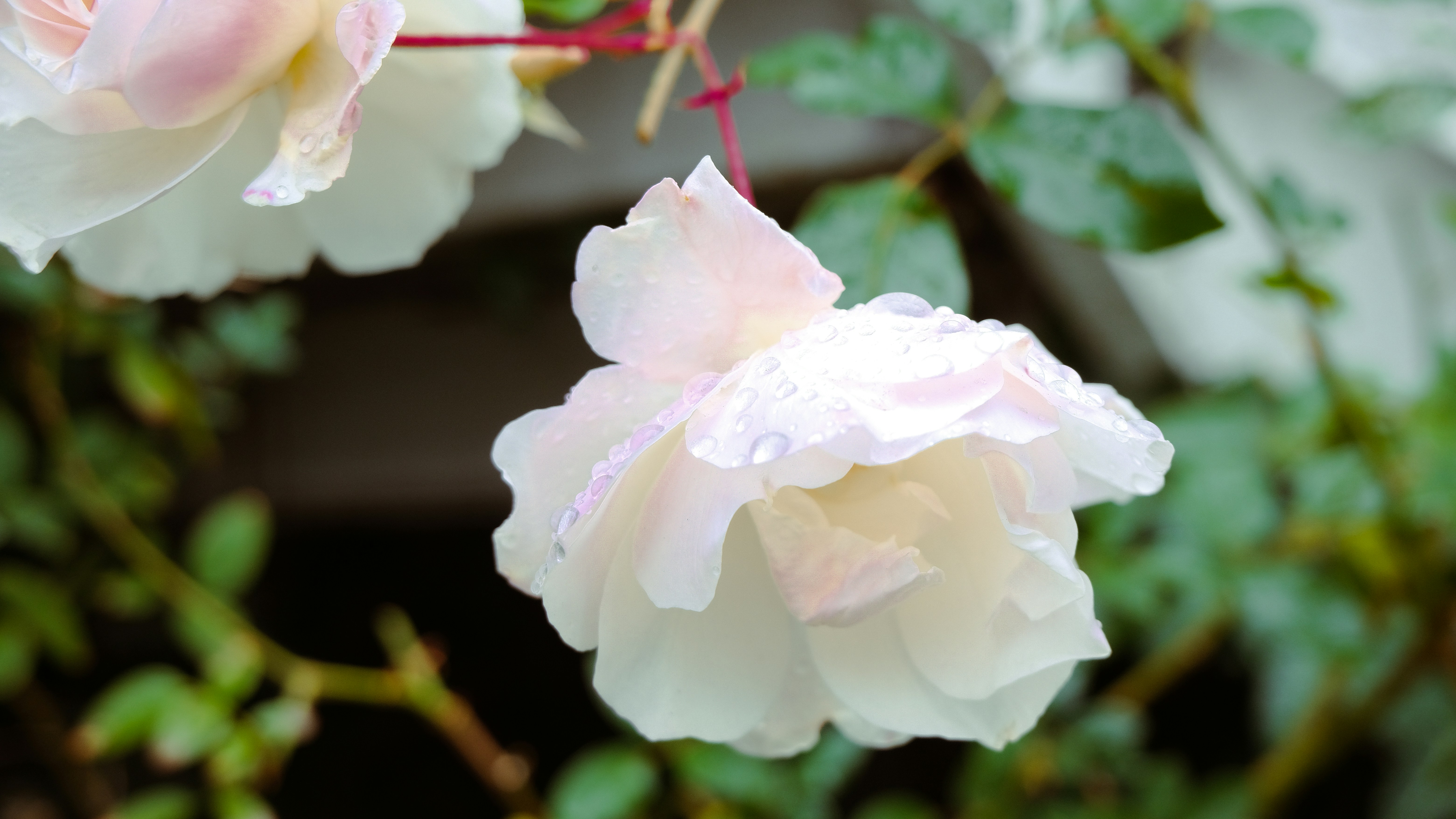 Photo by silentlymine