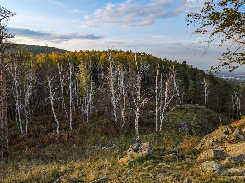 a group of trees that are standing in the grass