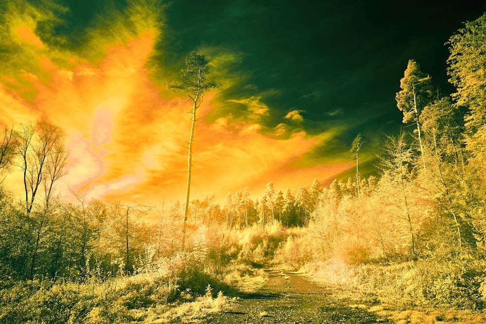 a dirt road surrounded by trees under a cloudy sky