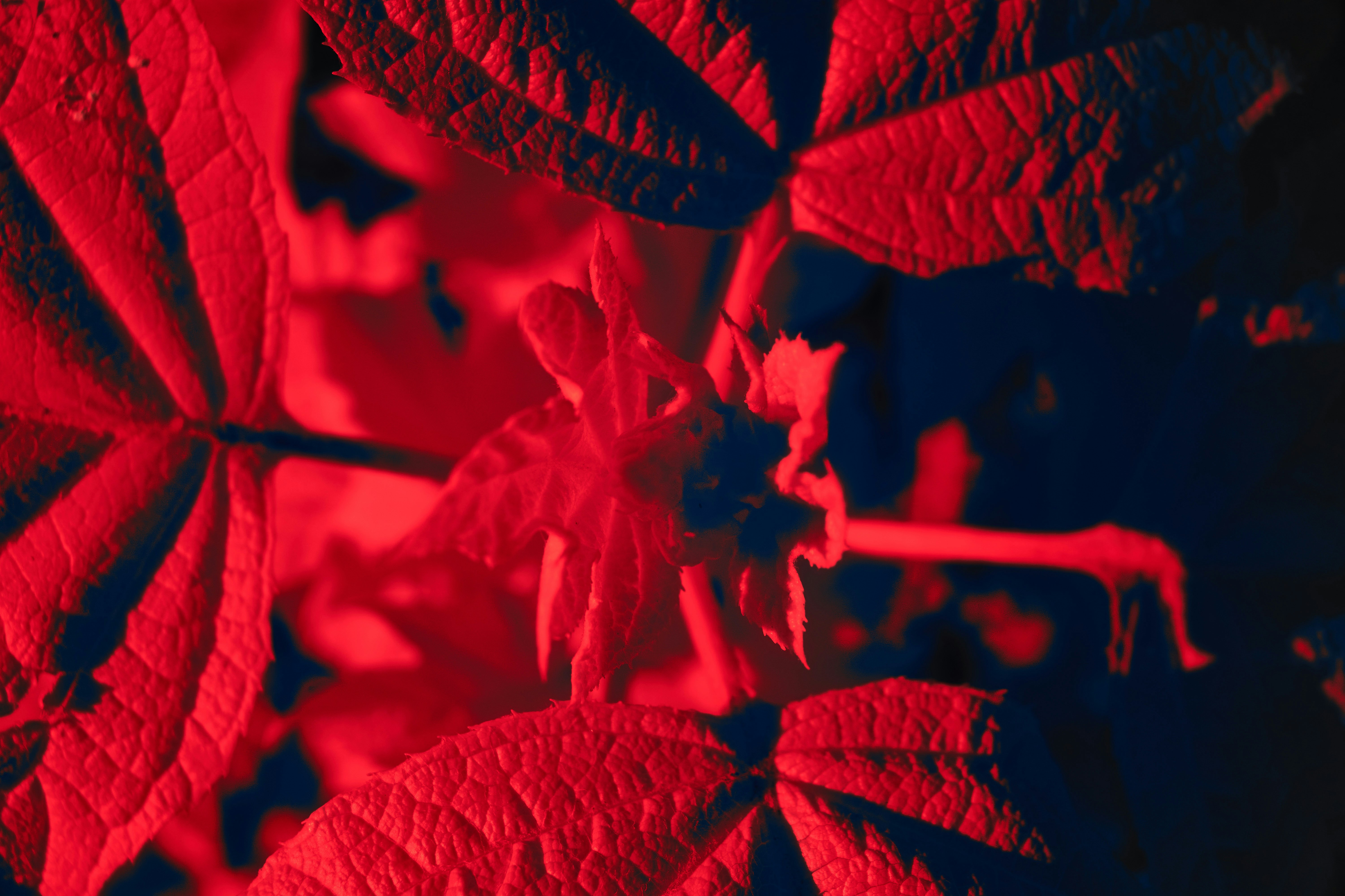 Photo by wolfgang_hasselmann