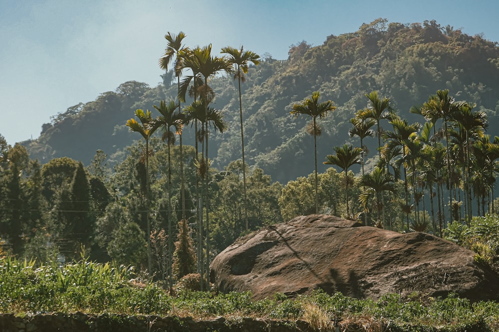 a large rock in the middle of a forest