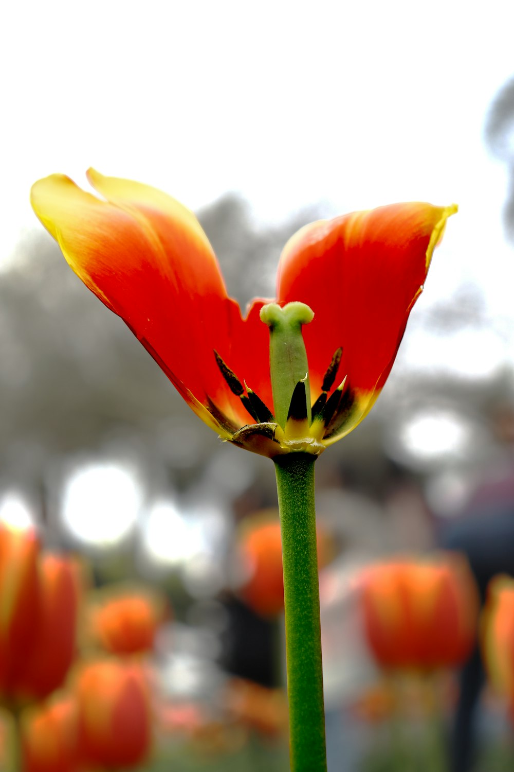 a close up of a flower with a blurry background