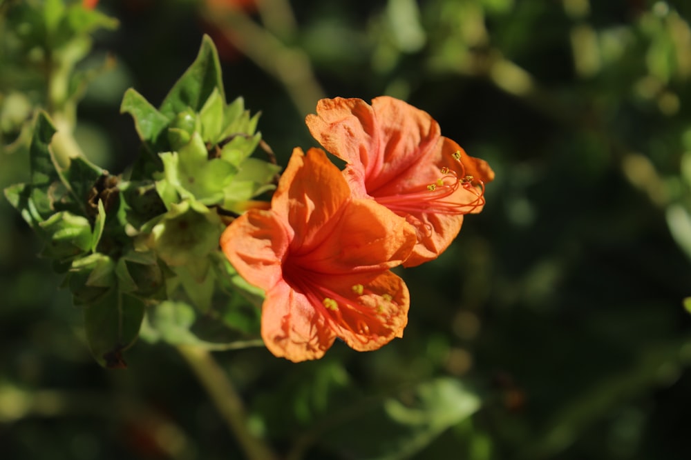 a close up of a flower on a plant