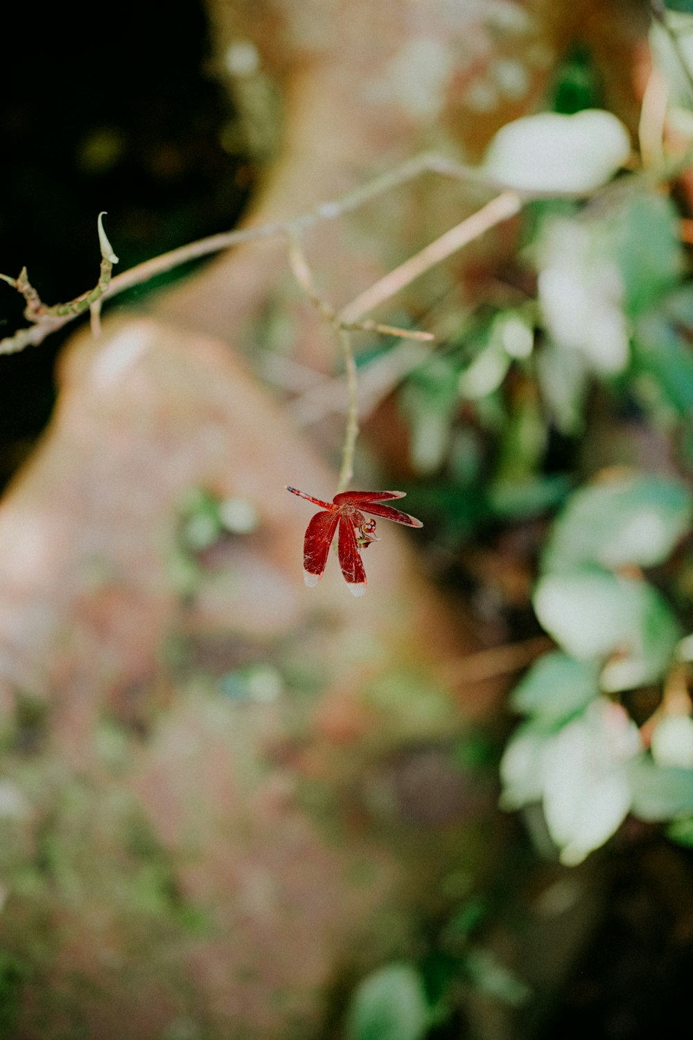 a red leaf hanging from a tree branch