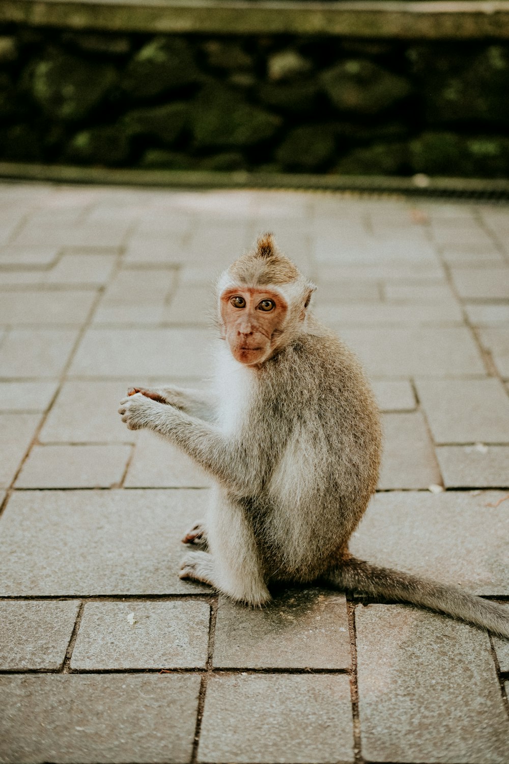 a small monkey sitting on a brick walkway