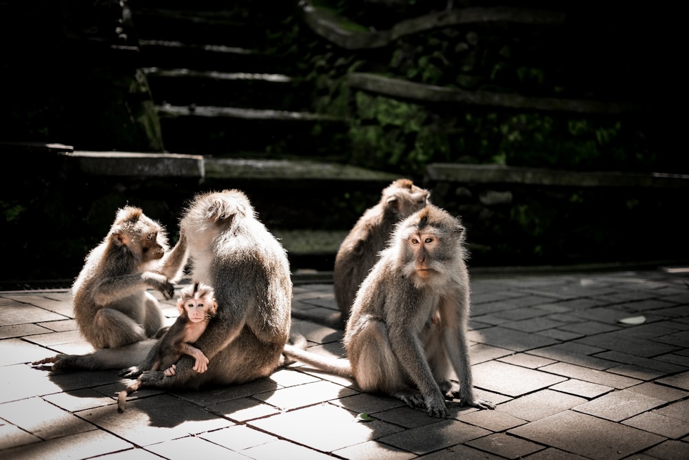 a group of monkeys sitting on top of a brick floor