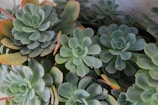 a close up of a bunch of green plants