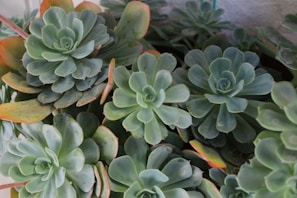 a close up of a bunch of green plants