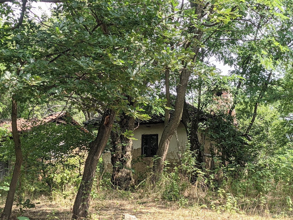 an old abandoned house in the woods