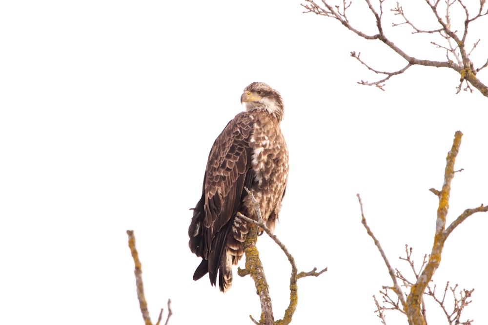 a bird perched on top of a tree branch