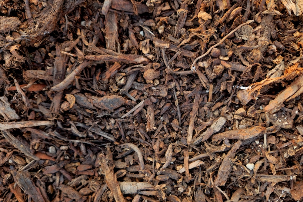 a close up of a pile of wood chips