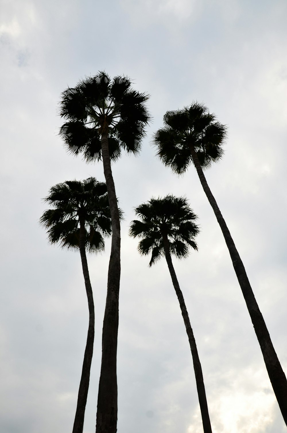 three tall palm trees against a cloudy sky