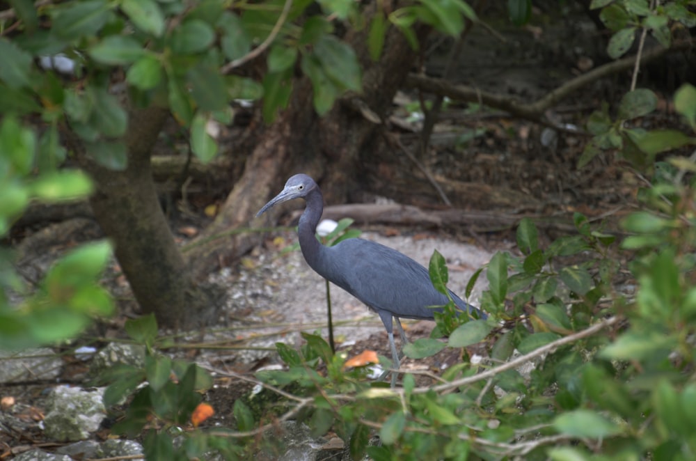 a bird standing in the middle of a forest