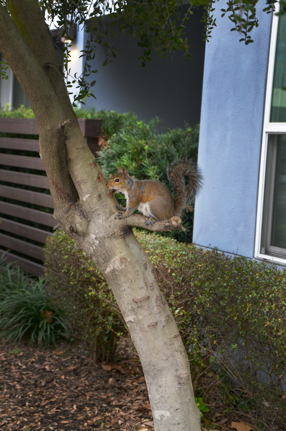 a squirrel sitting on a tree branch in front of a house