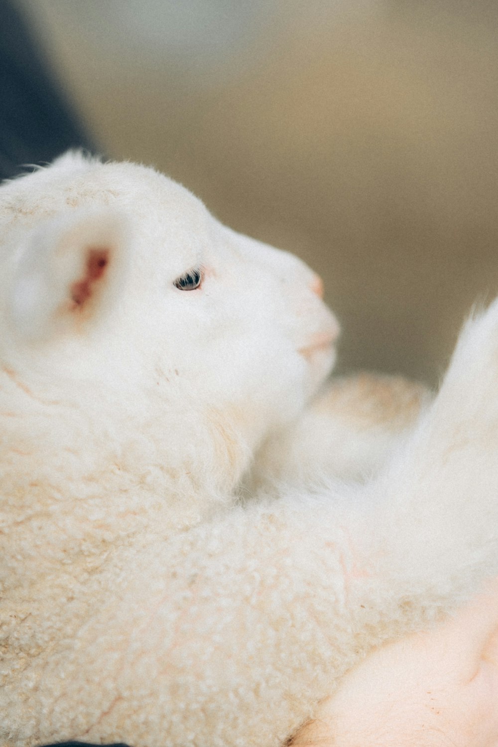 a baby lamb is being held by someone