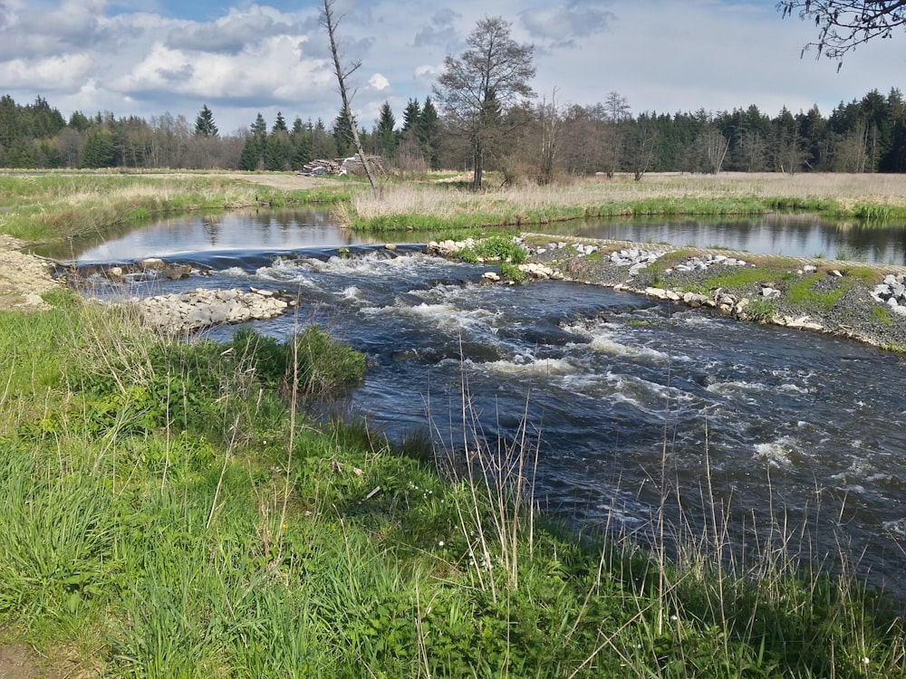 青々とした緑の野原を流れる川