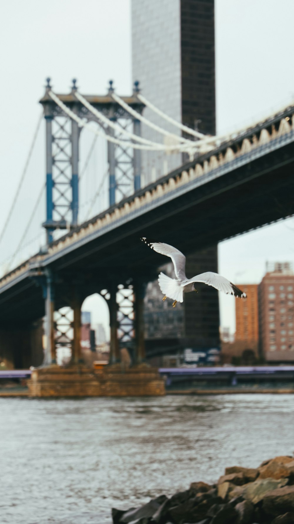 a bird flying over a body of water near a bridge