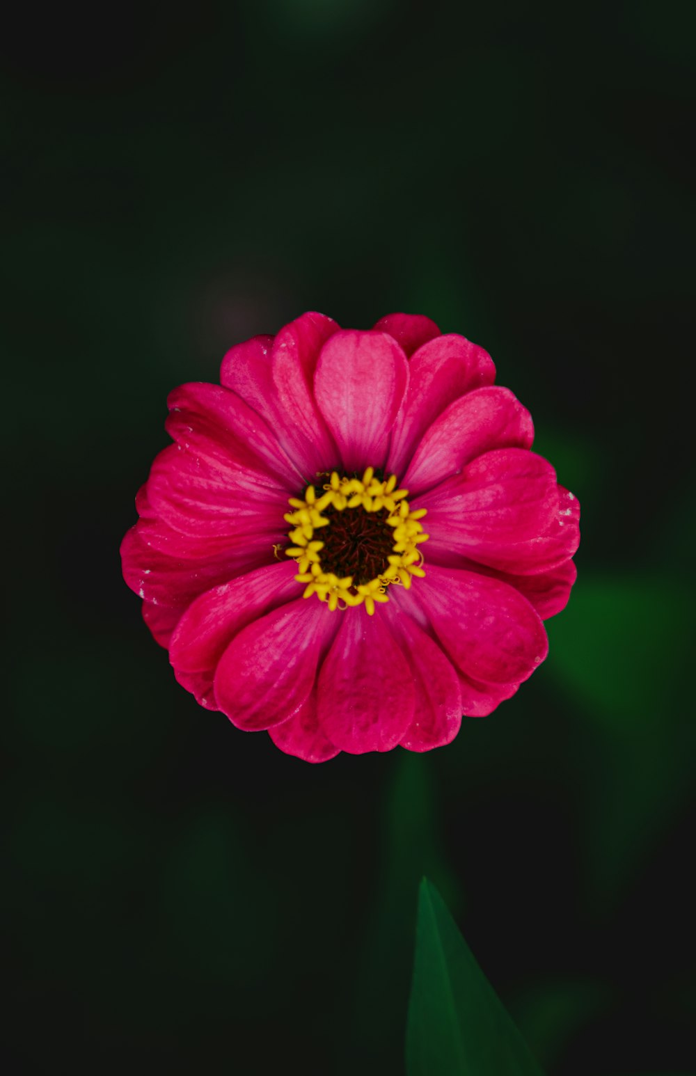 a bright pink flower with a yellow center